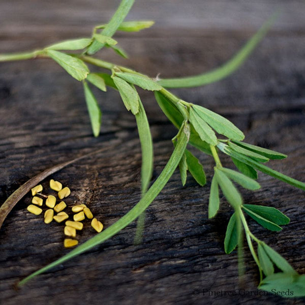 fenugreek seeds plant at home Fenugreek – Pinetree Garden Seeds