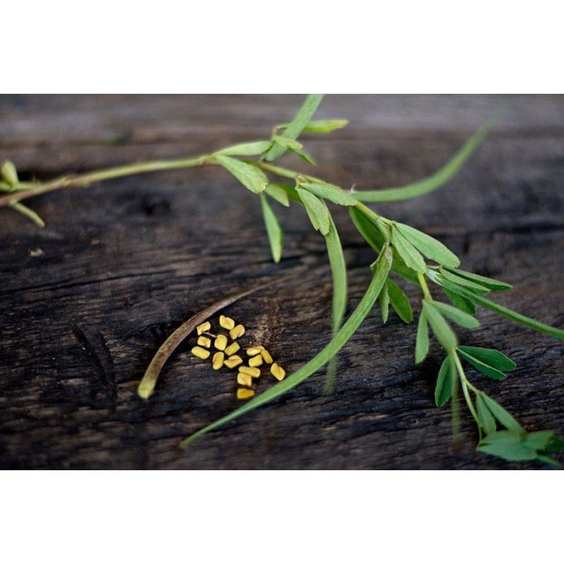 fenugreek seeds growing plant Fenugreek