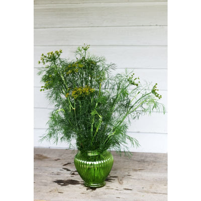 Fernleaf Dill - Herbs