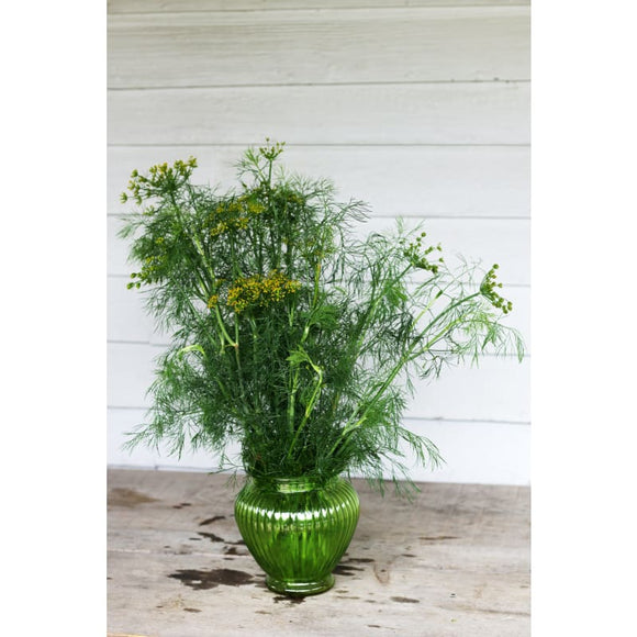 Fernleaf Dill Garden Seeds