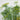 Fernleaf Dill - Herbs