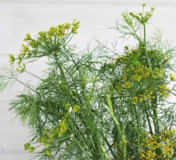 Fernleaf Dill Garden Seeds
