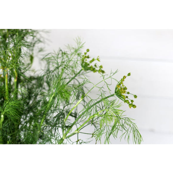 Fernleaf Dill Garden Seeds