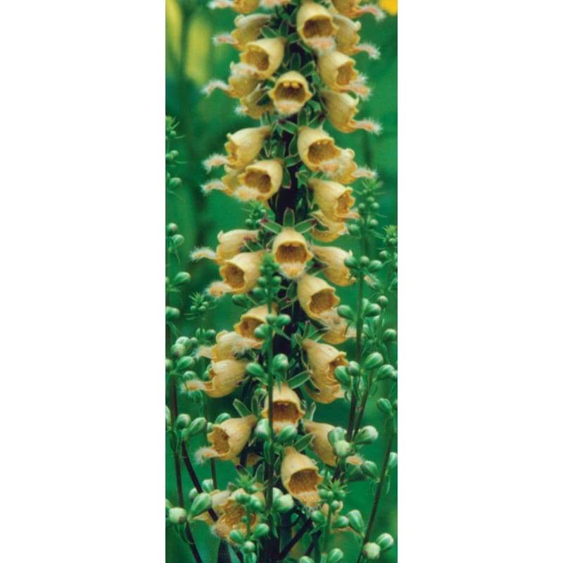 Ferruginea Foxglove - Flowers