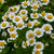 Feverfew - Herbs