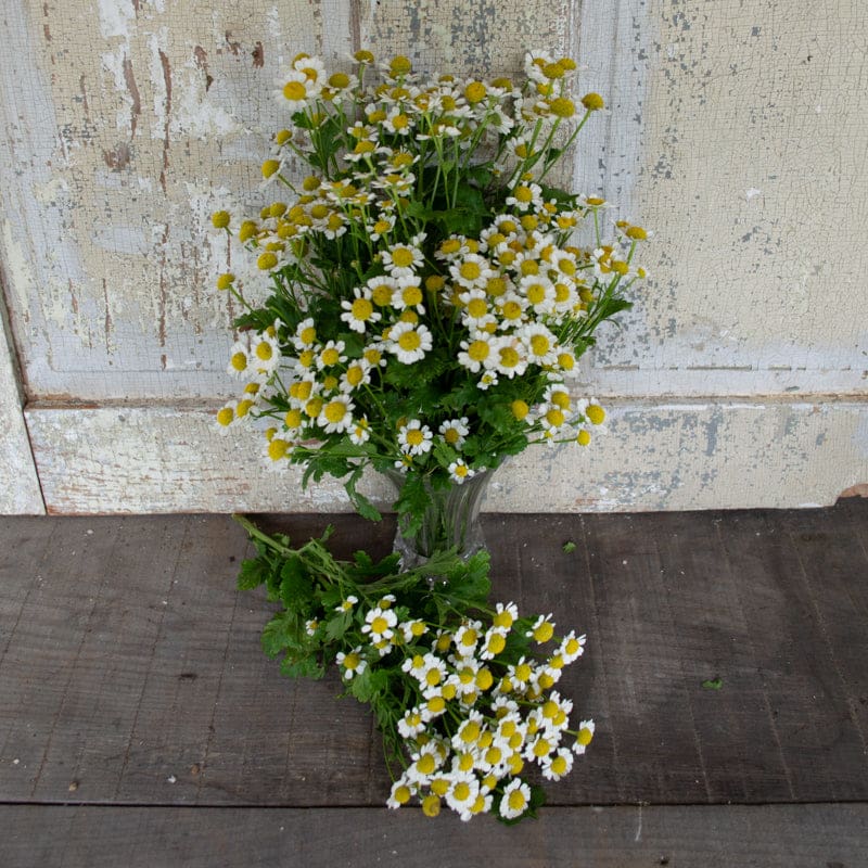 Feverfew - Herbs