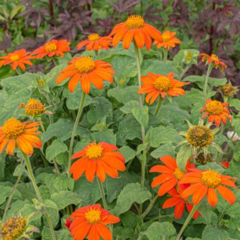 Fiesta del Sol Tithonia - Flowers