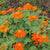 Fiesta del Sol Tithonia - Flowers