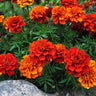 Fireball Marigold - Flowers