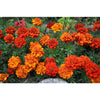 Fireball Marigold - Flowers
