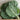 Flash Collards (F1 Hybrid 55 Days) - Vegetables