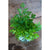 Flat Leaf Parsley - Herbs