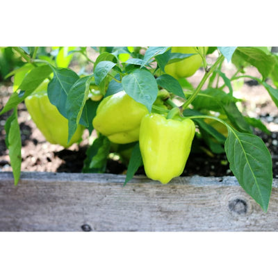 Flavor Burst Pepper (F1 Hybrid 75 Days) - Vegetables
