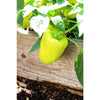 Flavor Burst Pepper (F1 Hybrid 75 Days) - Vegetables