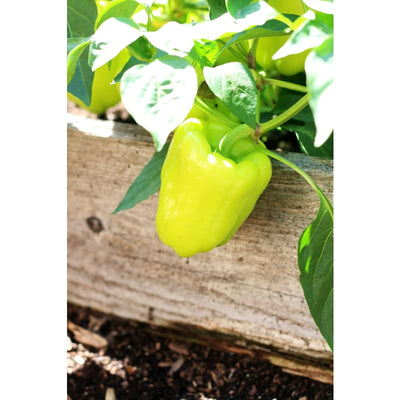 Flavor Burst Pepper (F1 Hybrid 75 Days) - Vegetables