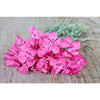 Flavora Rose Shades Dianthus - Flowers