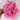 Flavora Rose Shades Dianthus - Flowers