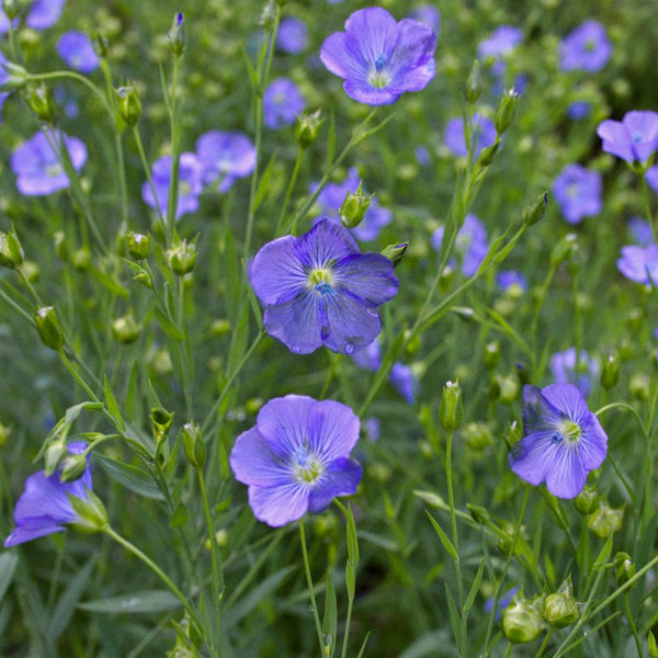 Flax – Pinetree Garden Seeds