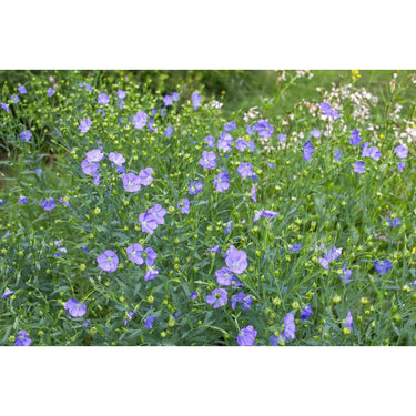 Flax - Herbs