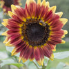 Florenza Sunflower - Flowers