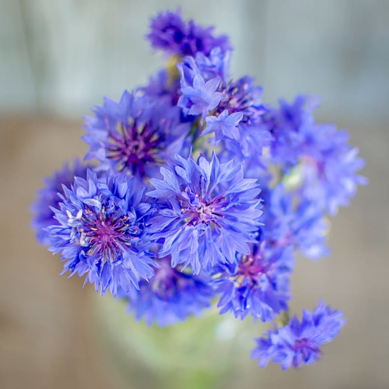 Florist Blue Boy Centaurea - Flowers