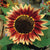 Floristan Sunflower