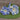 Flying Saucers Morning Glory - Flowers