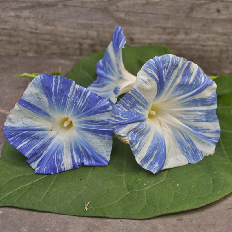 Flying Saucers Morning Glory - Flowers