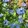 Victoria Light Blue Myosotis - Flowers