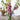 Foxy Foxglove - Flowers