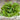 Freckles Lettuce (70 Days) - Vegetables