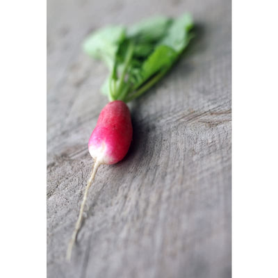 French Breakfast Radish (Heirloom 25 Days) - Vegetables