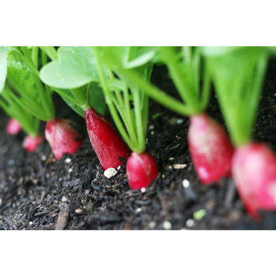 French Breakfast Radish (Heirloom 25 Days) - Vegetables