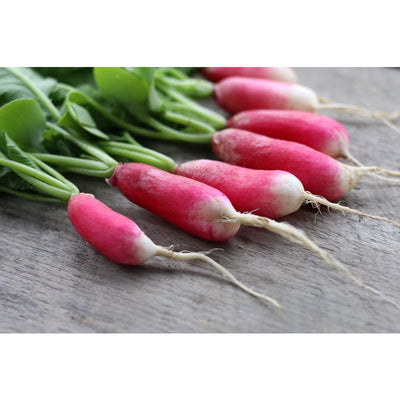 French Breakfast Radish (Heirloom 25 Days) - Vegetables