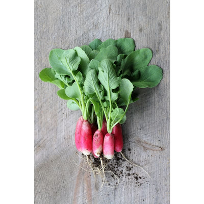 French Breakfast Radish (Heirloom 25 Days) - Vegetables