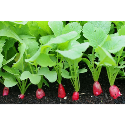 French Breakfast Radish (Heirloom 25 Days) - Vegetables