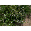 French Thyme - Herbs