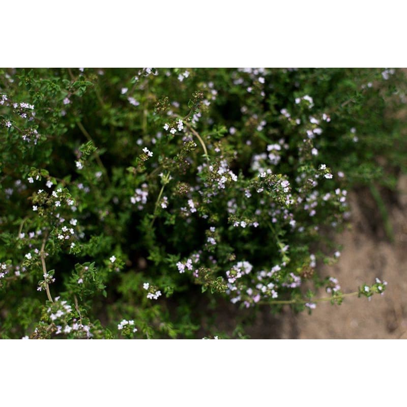 French Thyme