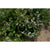 French Thyme