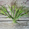 Frosted Explosion Ornamental Grass - Flowers