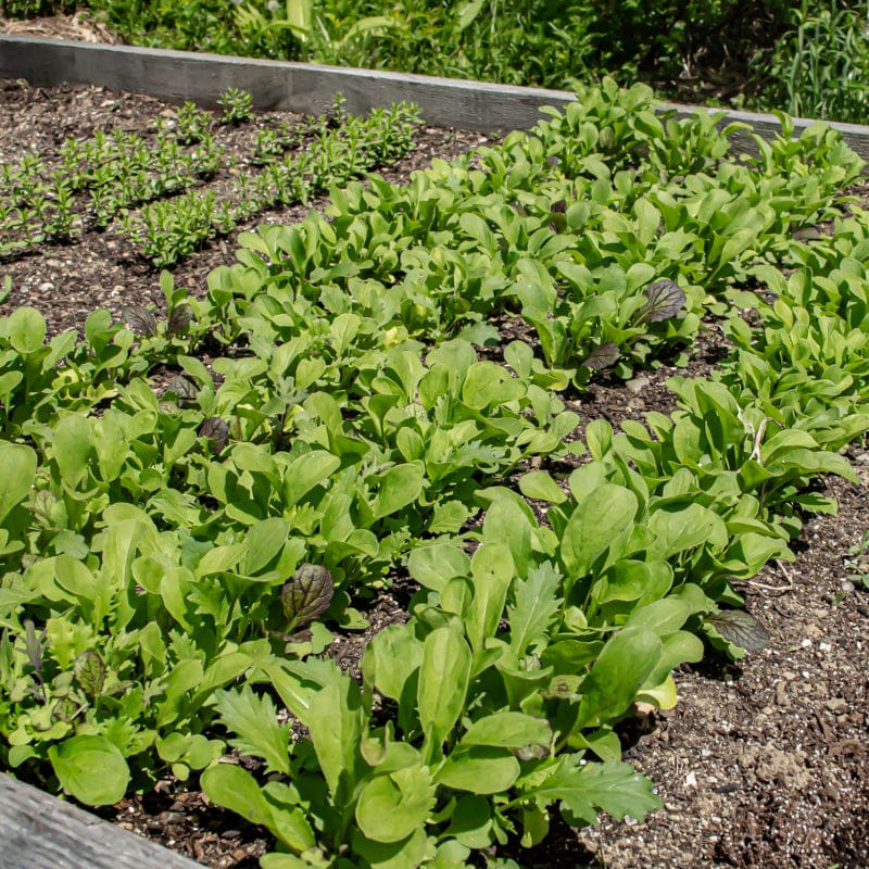 planting mesclun seeds Garden Mesclun Blend (30 days)