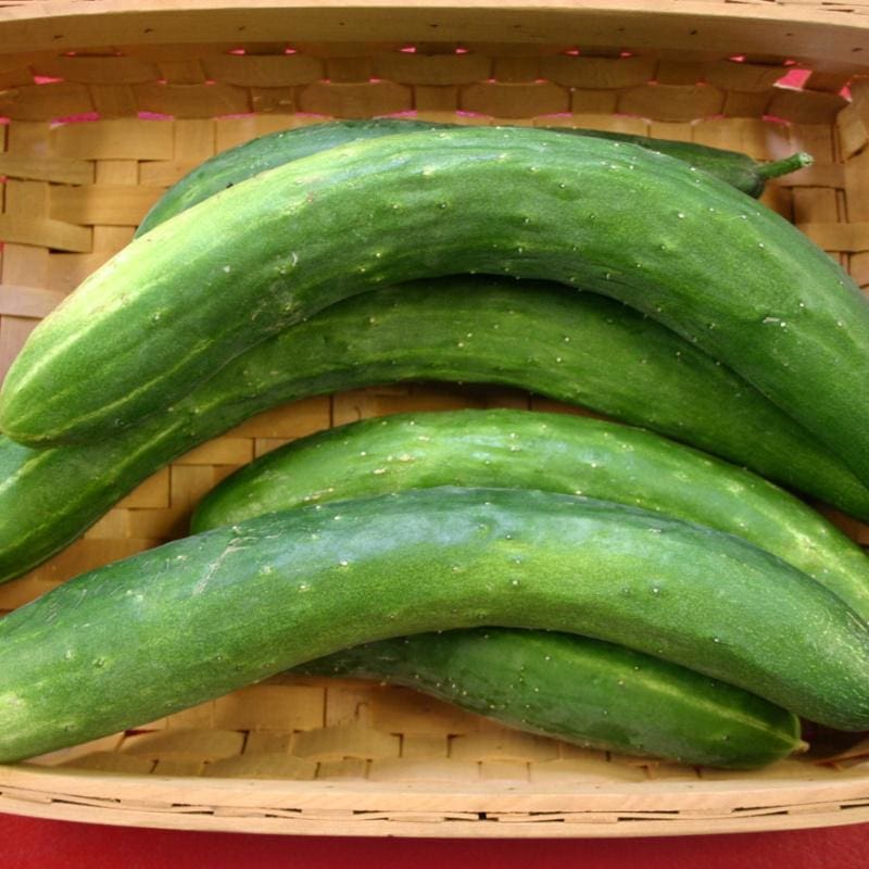 Garden Sweet Burpless Cucumber (F1 Hybrid 60 Days)
