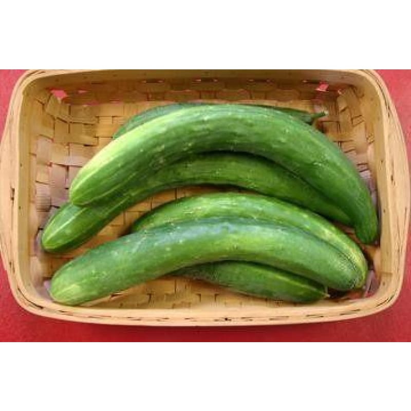 Garden Sweet Burpless Cucumber (F1 Hybrid 60 Days) Garden Seeds