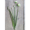 Geisha Garlic Chives ( Organic ) - Herbs