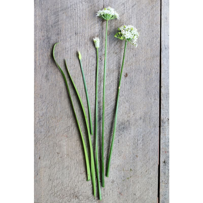 Geisha Garlic Chives ( Organic ) - Herbs