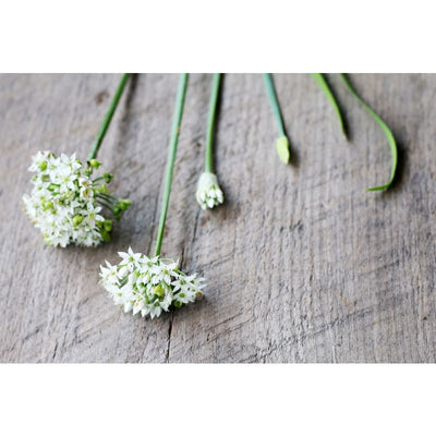 Geisha Garlic Chives ( Organic ) - Herbs