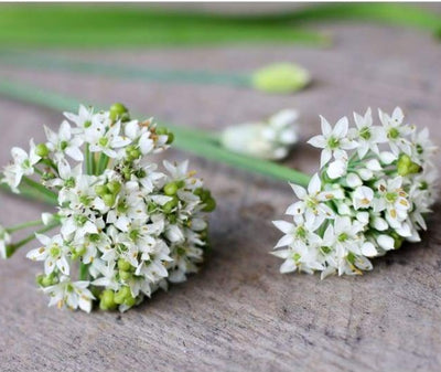Geisha Garlic Chives ( Organic ) - Herbs