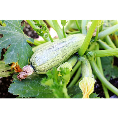 Genovese Summer Squash (55 Days) - Vegetables