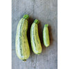 Genovese Summer Squash (55 Days) - Vegetables