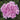 Geranium Maverick Quick Silver